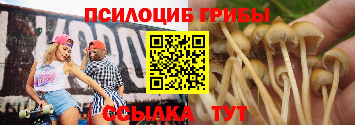 Псилоцибиновые грибы Psilocybe Бугуруслан